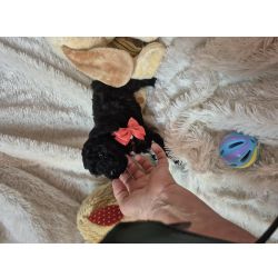 Caniche Toy POODLE ANO  CRIADORA REGISTADA NA DGAV E NO ICNF  
