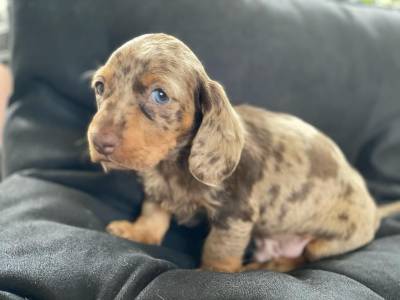 Dachshund filhotes mini pelo curto longo e duro vrias cores