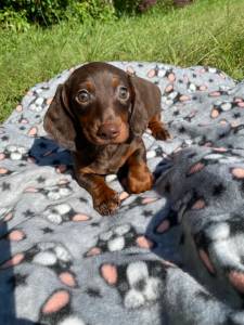 Dachshund filhotes mini pelo curto longo e duro vrias cores