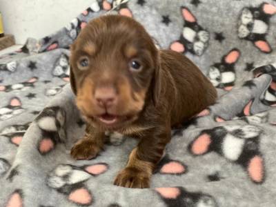 Dachshund filhotes mini pelo curto longo e duro vrias cores