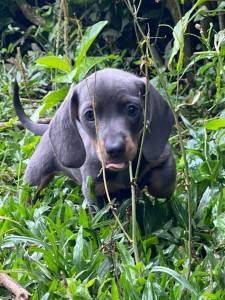 Dachshund filhotes mini pelo curto longo e duro vrias cores