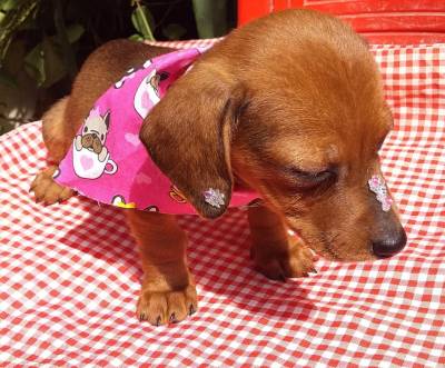 BLACK FRIDAY BASSET MINI TECKEL BAIXEI O PREO LINDA FMEA ENTREGO HOJE CHAMA NO ZAP