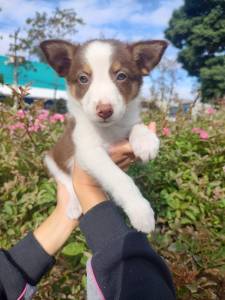 FILHOTES DE BORDER COLLIE DISPONVEL