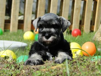 Schnauzer Miniatura fmea lindssima Verdadeiramente Tajj Mahall Criao Diferenciada