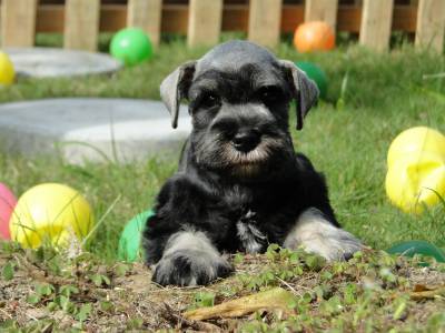 Schnauzer Miniatura fmea lindssima Verdadeiramente Tajj Mahall Criao Diferenciada