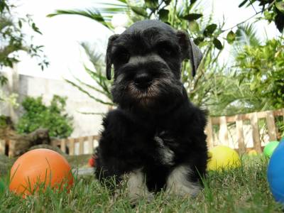 Schnauzer Miniatura fmea lindssima Verdadeiramente Tajj Mahall Criao Diferenciada