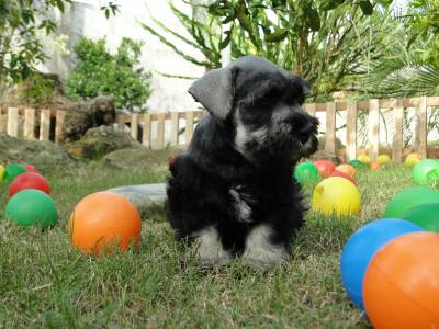 Schnauzer Miniatura fmea lindssima Verdadeiramente Tajj Mahall Criao Diferenciada