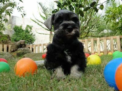 Schnauzer Miniatura fmea lindssima Verdadeiramente Tajj Mahall Criao Diferenciada