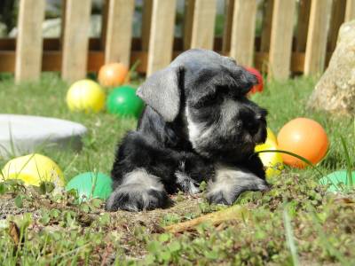 Schnauzer Miniatura fmea lindssima Verdadeiramente Tajj Mahall Criao Diferenciada