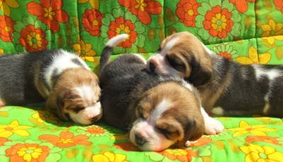 Lindos Filhotinhos de Beagle Tricolor com Pedigree
