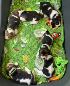 Lindos Filhotinhos de Beagle Tricolor com Pedigree