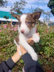 FILHOTES DE BORDER COLLIE DISPONVEL