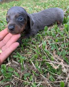 Dachshund miniaturas e kaninchen pelo curto e longo lindos filhotes disponveis
