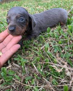 Dachshund miniaturas e kaninchen pelo curto e longo lindos filhotes disponveis