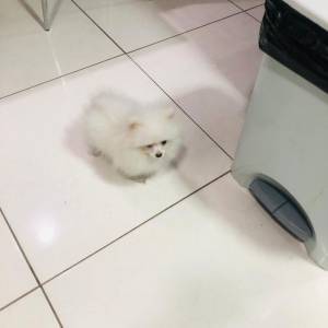SPITZ ALEMO ANO LULU LINDO MACHO QUATRO MESES MINUSCULO ENTREGO HOJE CHAMA NO ZAP