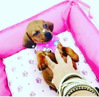 BASSET MINI TECKEL LINDA FMEA DOURADA PARC DEZ X ENTREGO HOJE CHAMA NO ZAP