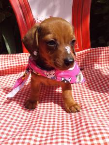 BASSET MINI TECKEL LINDA FMEA DOURADA PARC DEZ X ENTREGO HOJE CHAMA NO ZAP