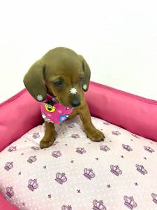 BASSET MINI TECKEL LINDA FMEA DOURADA PARC DEZ X ENTREGO HOJE CHAMA NO ZAP