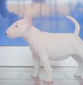 Bull terrier Miniatura