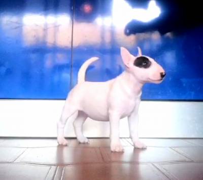 Bull terrier Miniatura