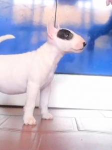 Bull terrier Miniatura