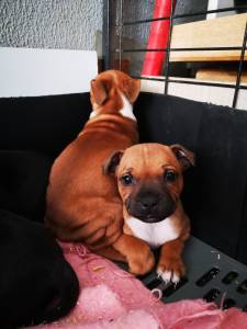 Staffordshire bull terrier