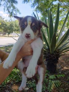 FILHOTES DE BORDER COLLIE DISPONVEL