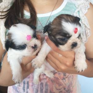 Filhotes de shihtzu machos e fmeas