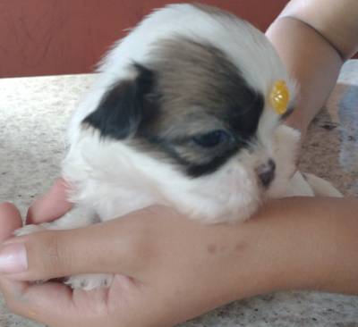 Filhotes de shihtzu machos e fmeas