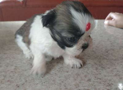 Filhotes de shihtzu machos e fmeas