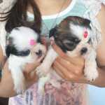 Shih-tzu Filhotes de shihtzu machos e fmeas So Paulo IBINA