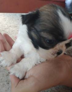 Filhotes de shihtzu machos e fmeas