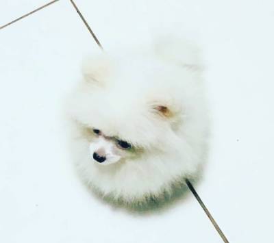 SPITZ ALEMO ANO LULU LINDO MACHO QUATRO MESES MINUSCULO ENTREGO HOJE CHAMA NO ZAP