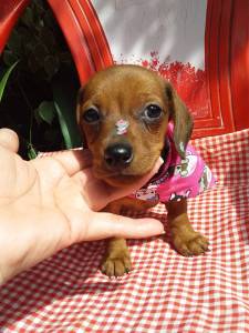 BASSET MINI TECKEL MACHOS PRETO CANELA E DOURADO PARC DEZ X ENTREGO HOJE CHAMA NO ZAP