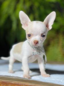 Chihuahua Fmea pelo curto