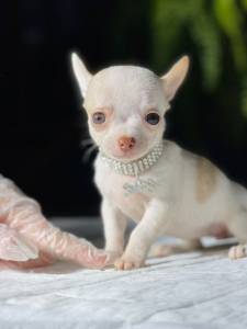 Chihuahua Fmea pelo curto