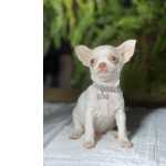 Chihuahua Chihuahua  Macho pelo curto So Paulo Guarulhos