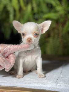 Chihuahua  Macho pelo curto