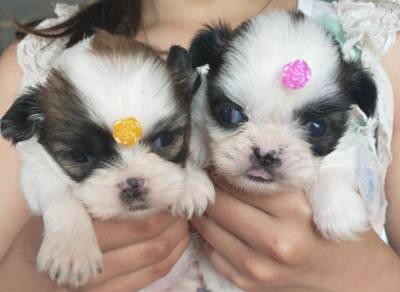 Filhotes de shihtzu