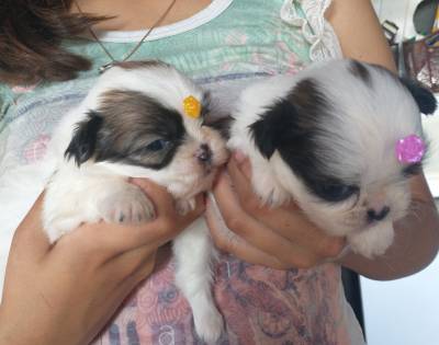 Filhotes de shihtzu machos e fmeas