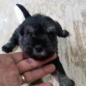 Schnauzer miniatura