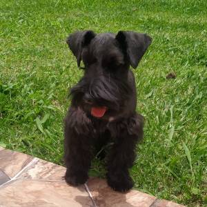 Schnauzer miniatura