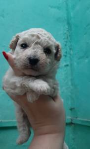 FILHOTES DE POODLE DISPONVEL