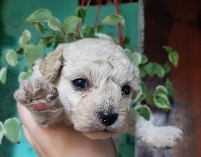 FILHOTES DE POODLE DISPONVEL