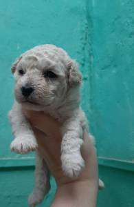 FILHOTES DE POODLE DISPONVEL