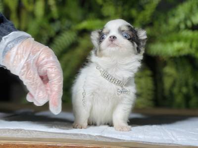 CHIHUAHUA PELO LONGO MACHO