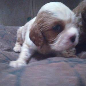 Cavalier King Charles Spaniel macho pedigree CBKC