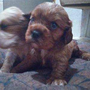 Cavalier King Charles Spaniel macho pedigree CBKC