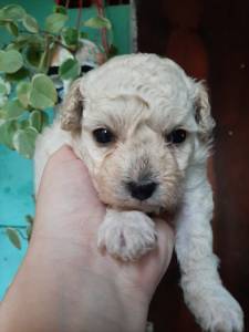 FILHOTE DE POODLE FMEA DISPONVEL