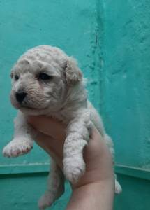 POODLE FMEA DISPONVEL VENDA